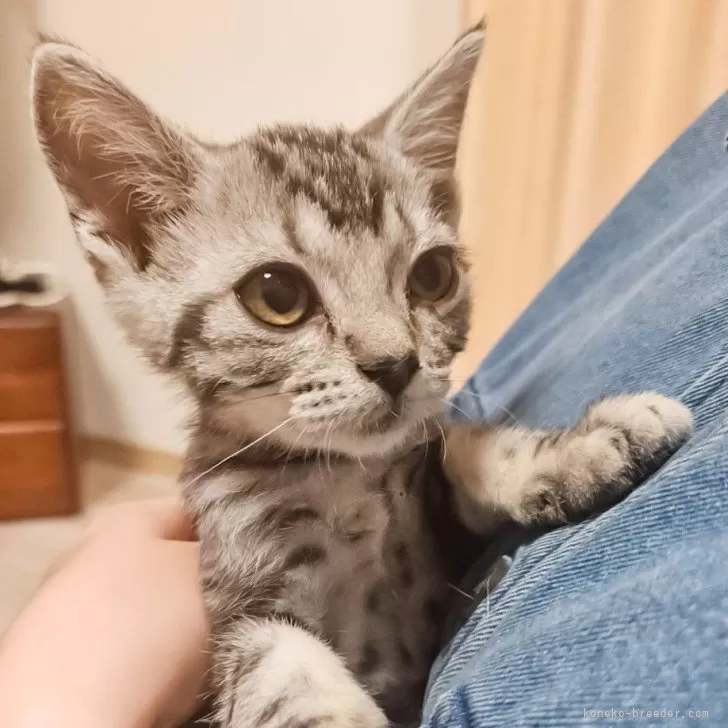 ID：2403-02890の子猫