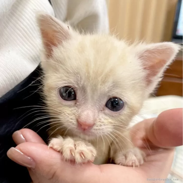 ID：2403-00794の子猫