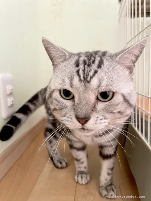 アメリカンショートヘア【・男の子・2018年6月19日・シルバータビー】