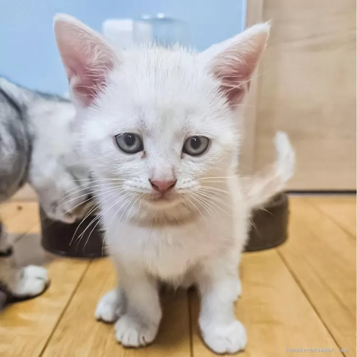 ID:2406-03093の子猫