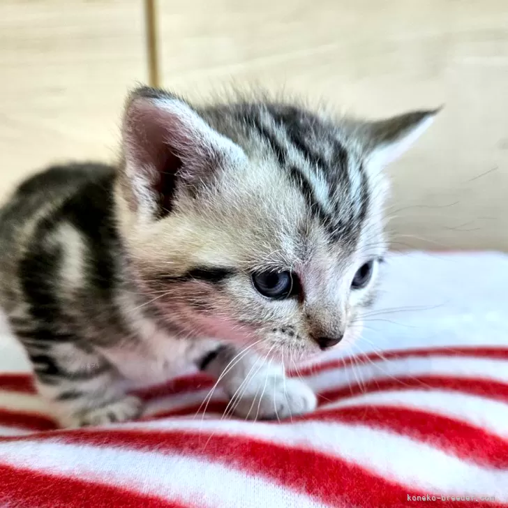 ID：2412-01483の子猫