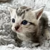 アメリカンショートヘア【福岡県・男の子・2024年3月11日・ブルータビー】の写真1