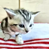 アメリカンショートヘア【福岡県・男の子・2024年11月19日・シルバータビー(クラシック)】の写真2