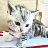 アメリカンショートヘア【福岡県・女の子・2024年11月19日・シルバートビー】の写真2