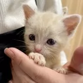 アメリカンショートヘア【熊本県・男の子・2024年1月31日・】の写真4