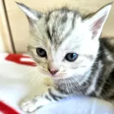 アメリカンショートヘア【福岡県・女の子・2024年11月19日・シルバートビー】の写真5