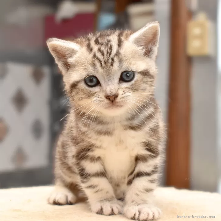 ID：2603-01568の子猫