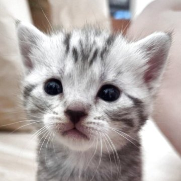 アメリカンショートヘア【福岡県・女の子・2025年10月7日・シルバートービー】の写真「丸顔の癒し系で可愛い女の子🐈💕」