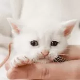 アメリカンショートヘア【福岡県・男の子・2025年2月6日・クリームシルバータビー】の写真1