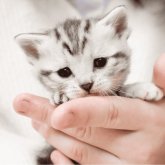 アメリカンショートヘア