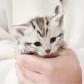 アメリカンショートヘア【福岡県・女の子・2025年2月6日・シルバータビー】の写真2