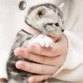 アメリカンショートヘア【福岡県・女の子・2025年2月6日・シルバータビー】の写真3