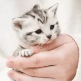 アメリカンショートヘア【福岡県・女の子・2025年2月6日・シルバータビー】の写真4