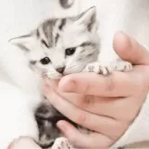 アメリカンショートヘア【福岡県・女の子・2025年2月6日・シルバータビー】の写真5