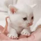 アメリカンショートヘア【福岡県・男の子・2025年2月6日・クリームシルバータビー】の写真5