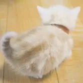 アメリカンショートヘア【福岡県・男の子・2025年2月6日・クリームシルバータビー】の写真7