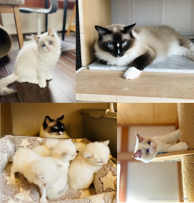 親猫と子猫たち｜池田　賢吾(いけだ　けんご)ブリーダー(千葉県・ラグドールなど・TICA/JCC（旧ACC）登録)の紹介写真7
