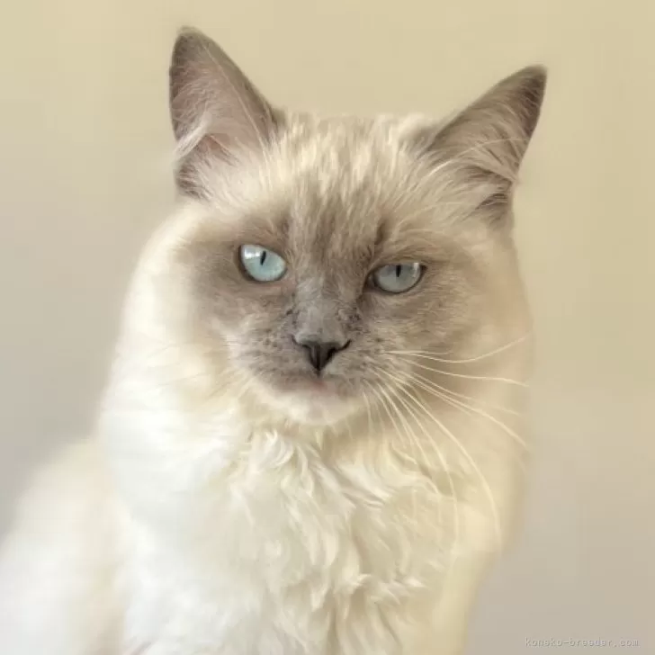 ID:2412-01800の子猫