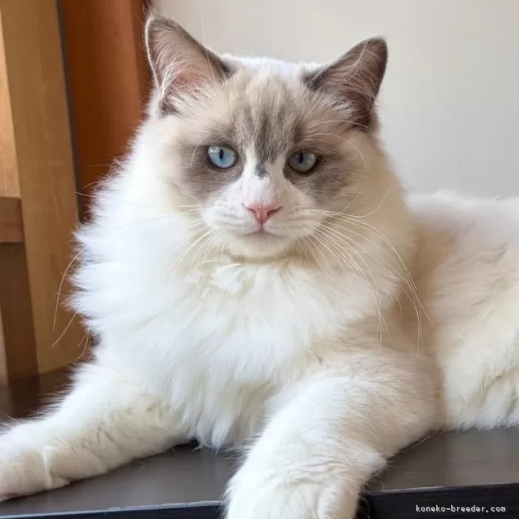 ラグドール【千葉県・男の子・2025年6月30日・ブルーポイントバイカラー】の写真1
