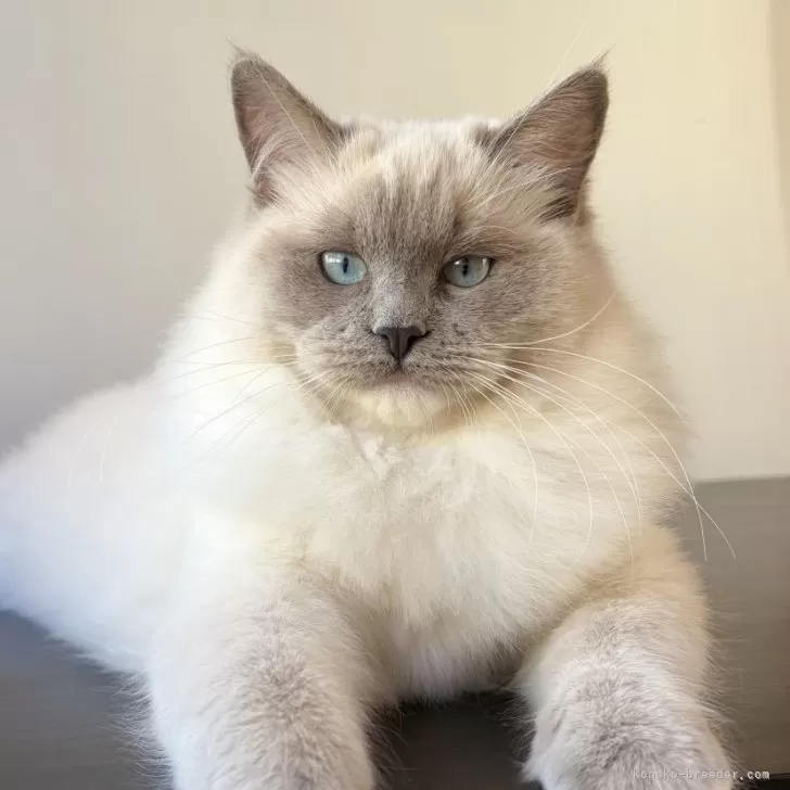 ラグドール【千葉県・女の子・2025年6月30日・ブルーポイントミテッド】の写真1