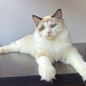 ラグドール【千葉県・男の子・2025年6月30日・シールポイントバイカラー（手触りが良く艶がある）】の写真「大きな体、手触りの良い毛並み」