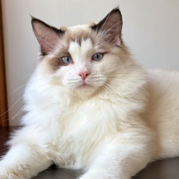 ラグドール【千葉県・男の子・2025年6月30日・シールポイントバイカラー（手触りが良く艶がある）】の写真「大きな体、手触りの良い毛並み」