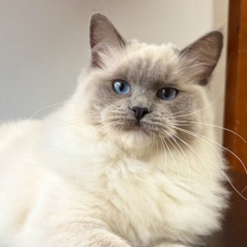 ラグドール【千葉県・女の子・2025年6月30日・ブルーポイントミテッド】の写真「可愛い瞳、愛嬌が良いです。」
