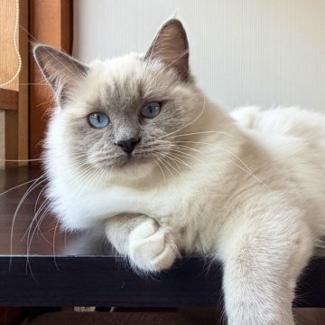 ラグドール【千葉県・女の子・2025年6月22日・ブルーポイントミテッド】の写真「可愛い瞳、愛嬌が良いです。」