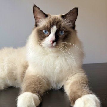 ラグドール【千葉県・男の子・2025年6月30日・シールポイントバイカラー（未定）】の写真「体格がとても良い。力強い。お顔のミテッド柄が個性的」