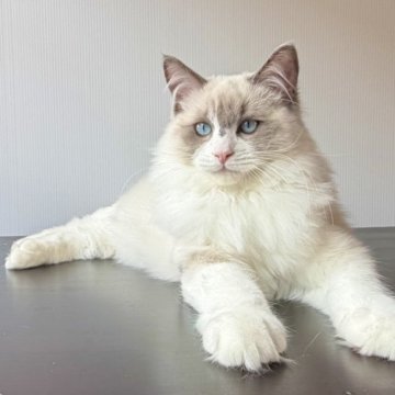ラグドール【千葉県・男の子・2025年6月30日・ブルーポイントバイカラー】の写真「額に柄がある。温厚な性格」