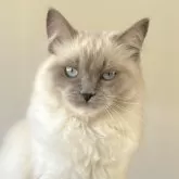 ラグドール【千葉県・女の子・2024年11月11日・ブルーポイントミテッド】の写真1