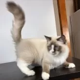 ラグドール【千葉県・男の子・2025年6月30日・シールポイントバイカラー】の写真6