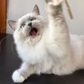 ラグドール【千葉県・女の子・2025年6月30日・ブルーポイントミテッド】の写真4