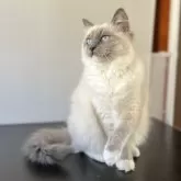 ラグドール【千葉県・女の子・2024年11月11日・ブルーポイントミテッド】の写真2