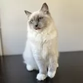 ラグドール【千葉県・女の子・2024年11月11日・ブルーポイントミテッド】の写真6