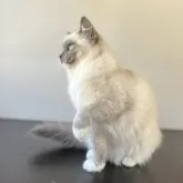 ラグドール【千葉県・女の子・2024年11月11日・ブルーポイントミテッド】の写真7