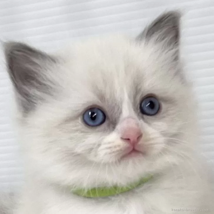 ID：2402-02069の子猫