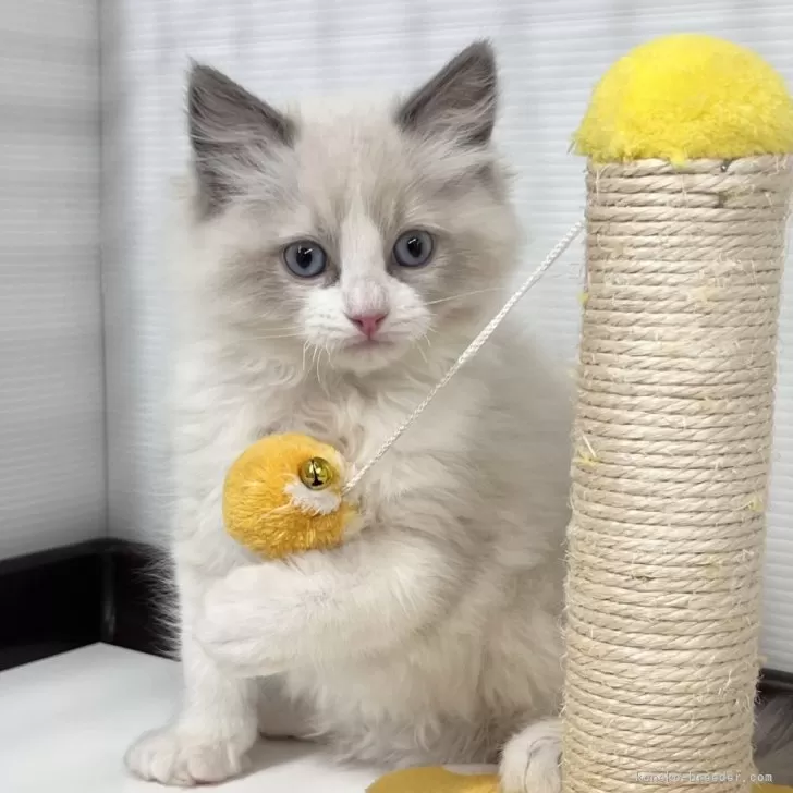 ID:2401-00511の子猫