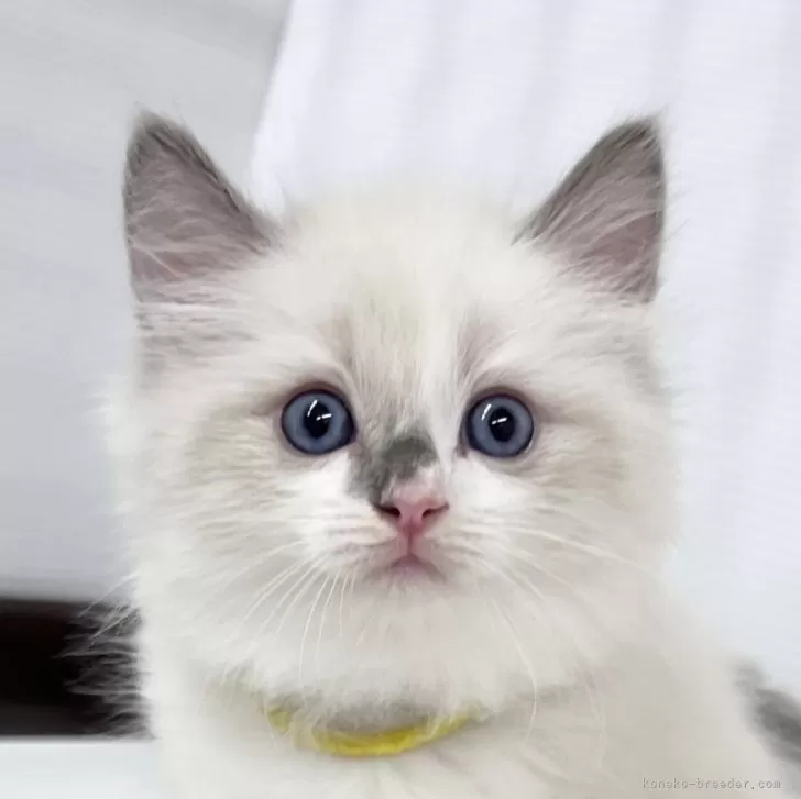 ID：2407-02995の子猫