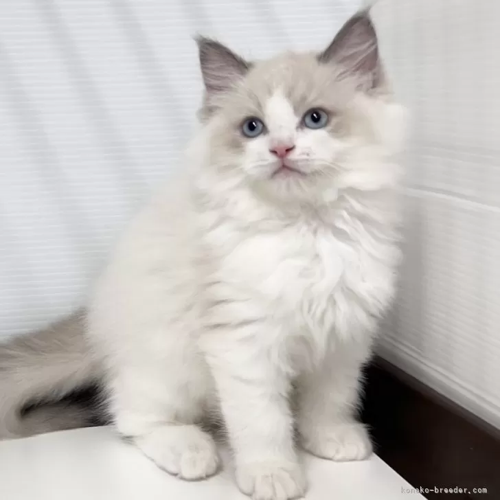 Y.T 様のお迎えした子猫