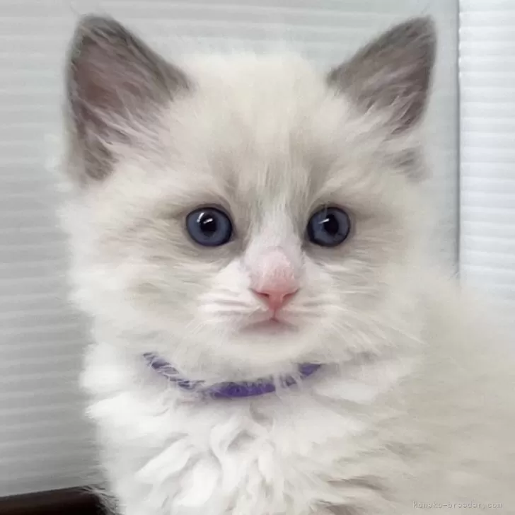 S.H 様のお迎えした子猫
