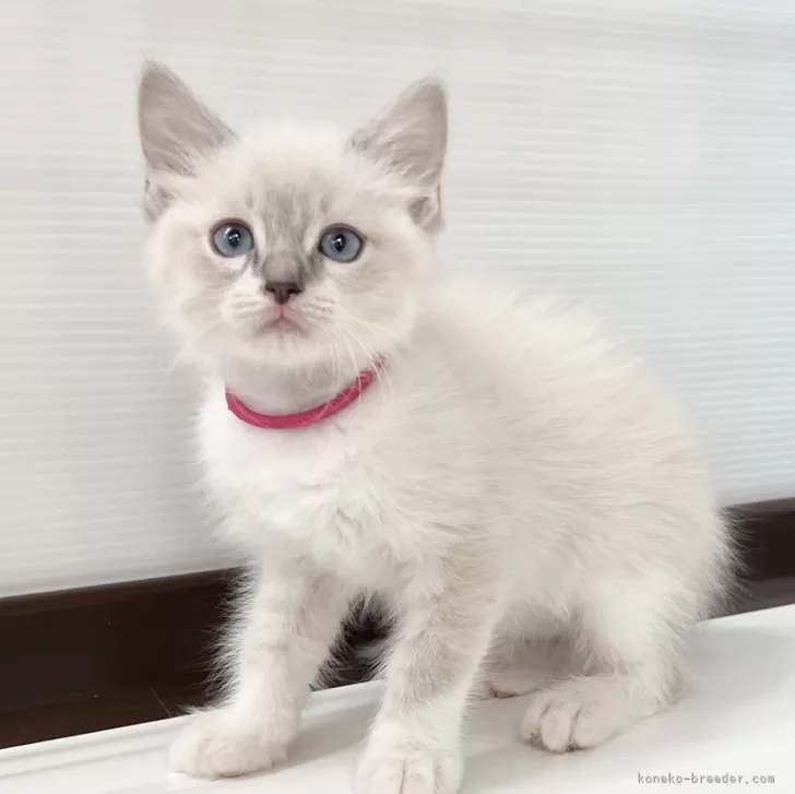 ID:2411-02289の子猫