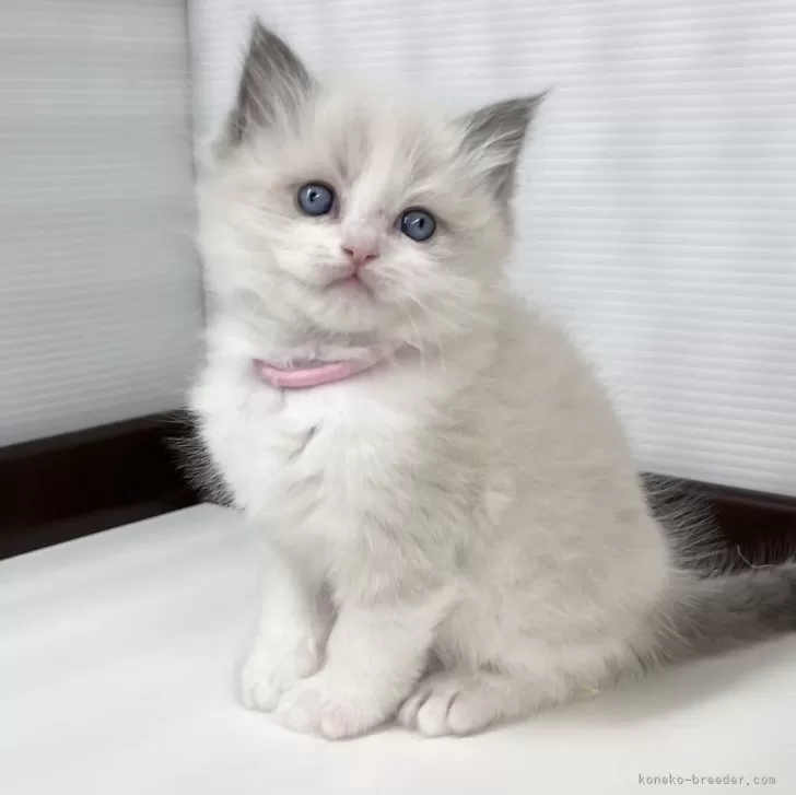 ID:2403-00227の子猫