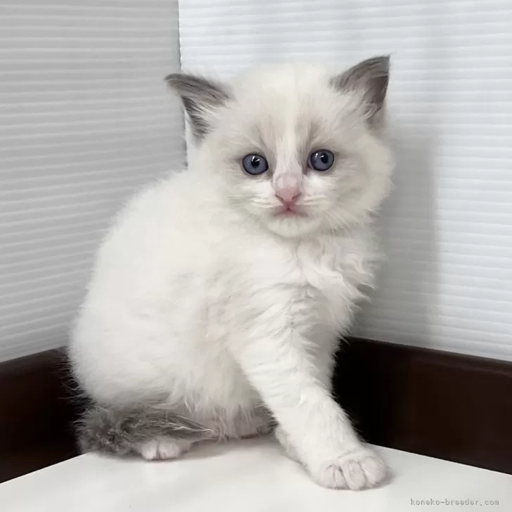 ID:2405-01548の子猫