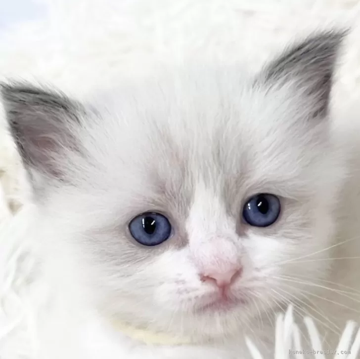 ID:2408-00898の子猫
