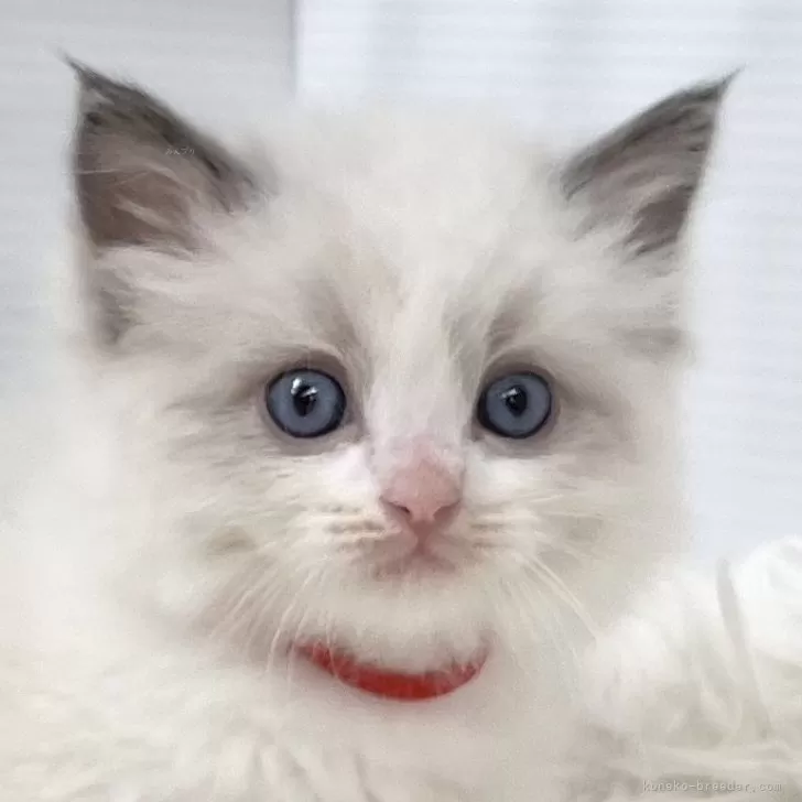 まる 様のお迎えした子猫