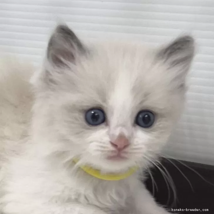M.H 様のお迎えした子猫