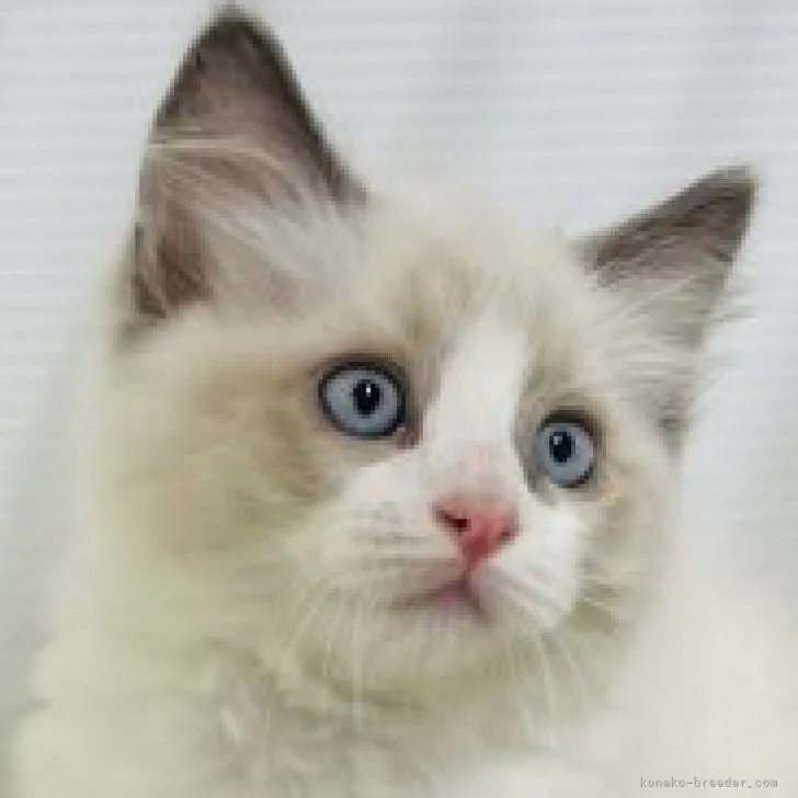 ID:2305-00172の子猫