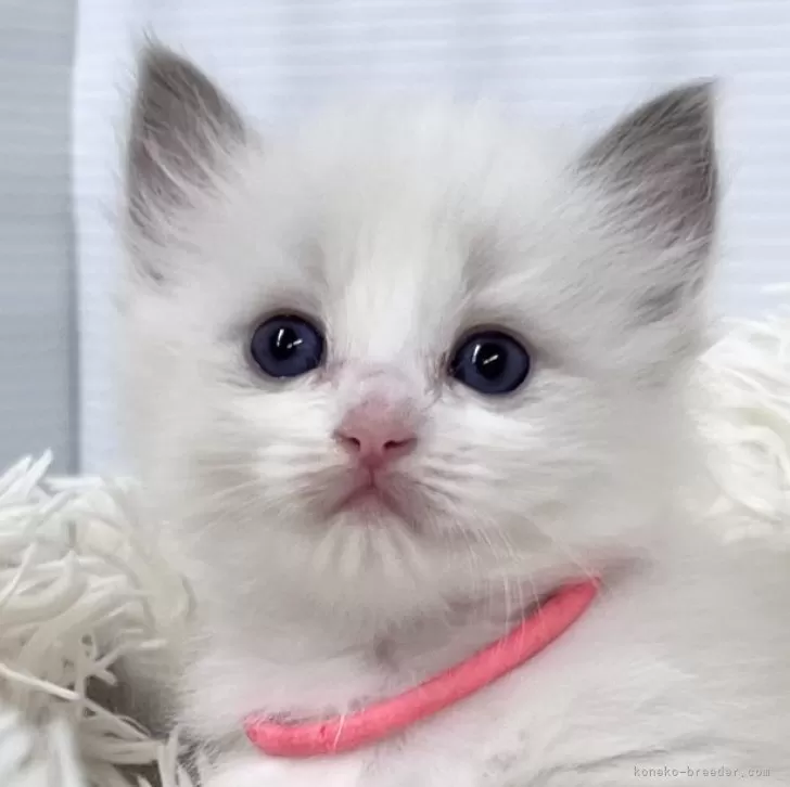 ID：2407-01700の子猫