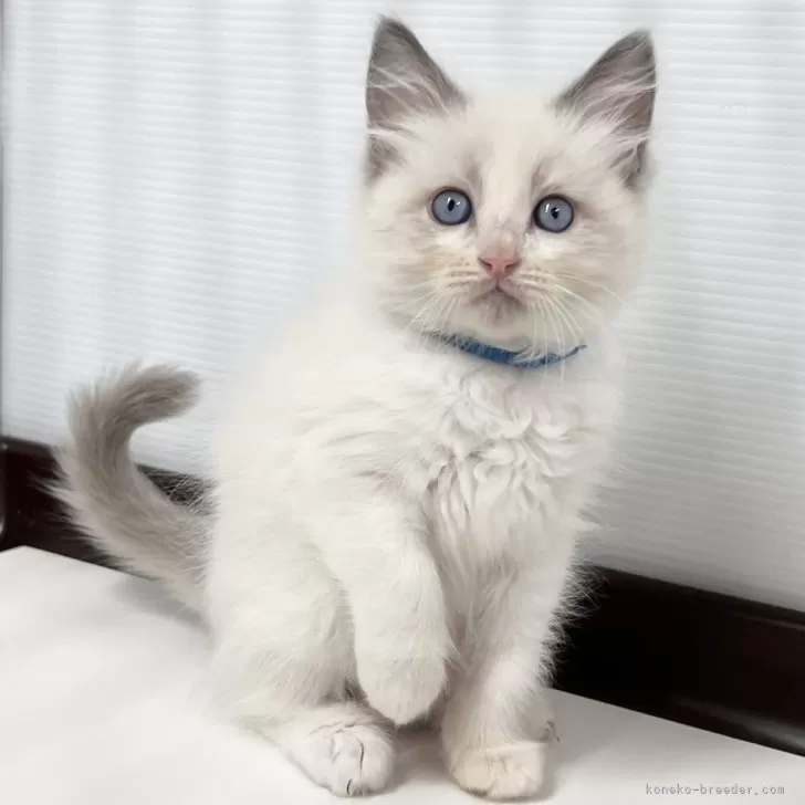 ID:2411-02280の子猫